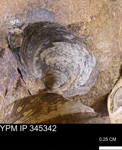 Limopsis striatopunctatus