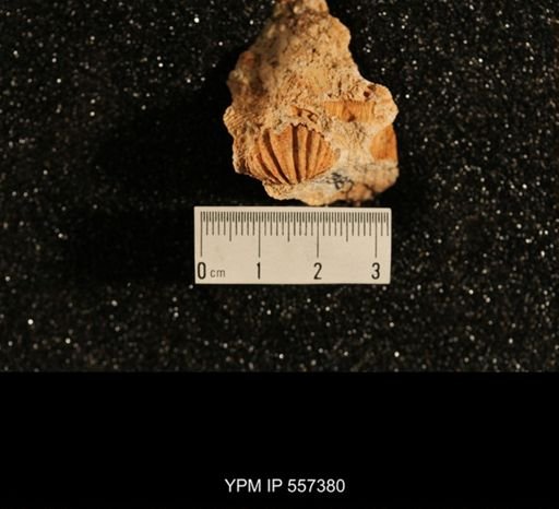 Spiriferina sp.