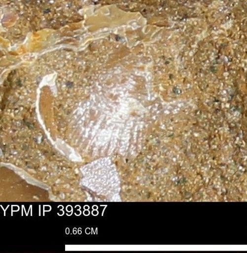 Oxytoma (Hypoxytoma) nebrascana