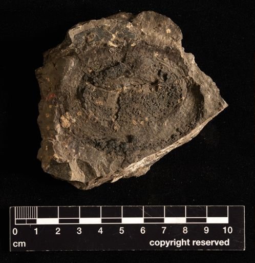 Isoetites horridus