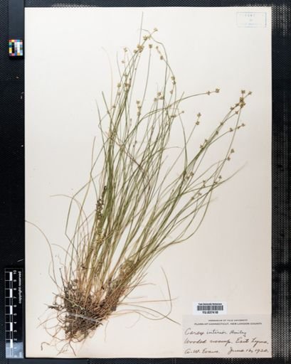 Carex interior