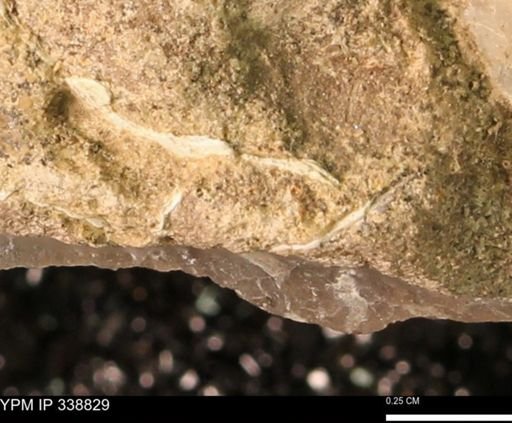 undet. Mollusca