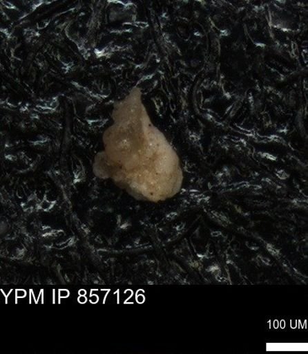 undet. Foraminiferida