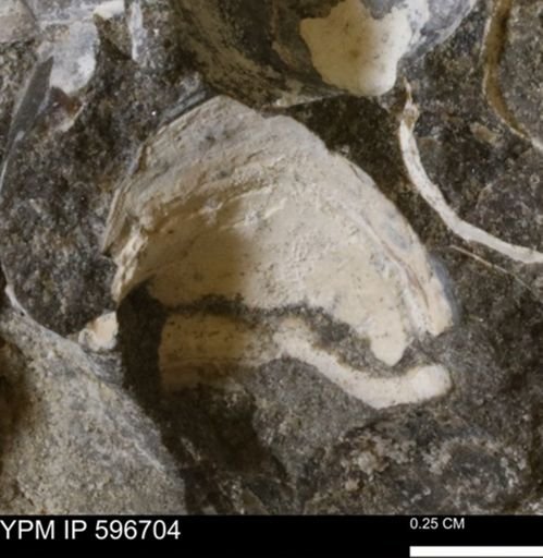 undet. Bivalvia
