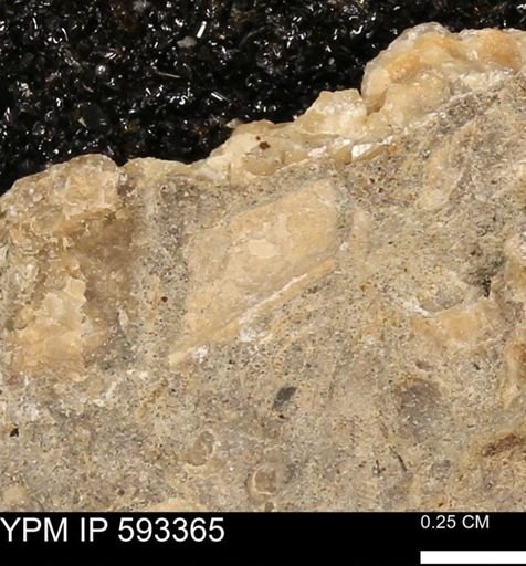taxon undetermined