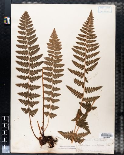 Aspidium cristatum