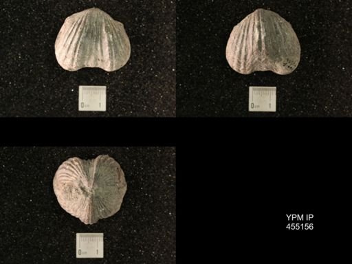 Platystrophia ponderosa