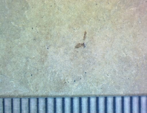undet. Diptera