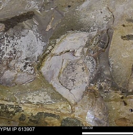 Inoceramus sp.