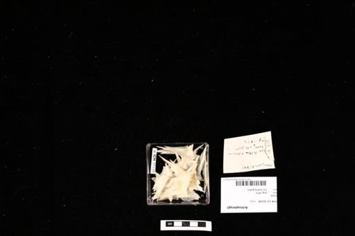 Actinopterygii