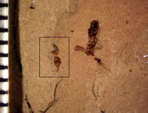 Hymenoptera?