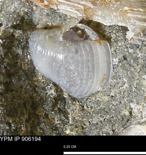 Corbulamella?