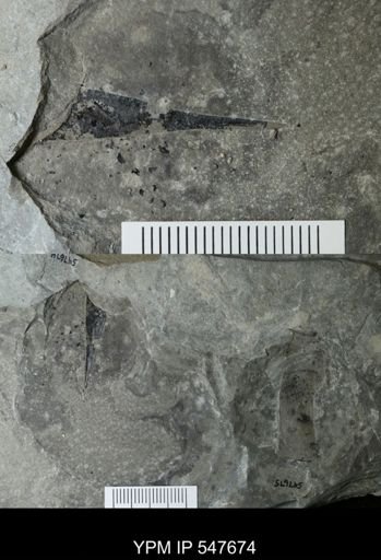 undet. Eurypterida