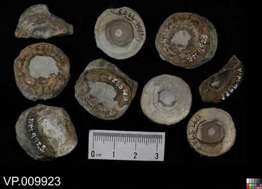 undet. Chondrichthyes