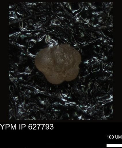 undet. Foraminiferida