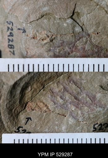 undet. Eocrinoidea