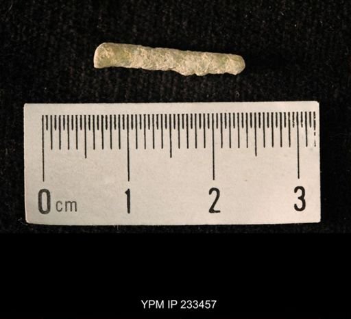 Archaeocidaris sp.