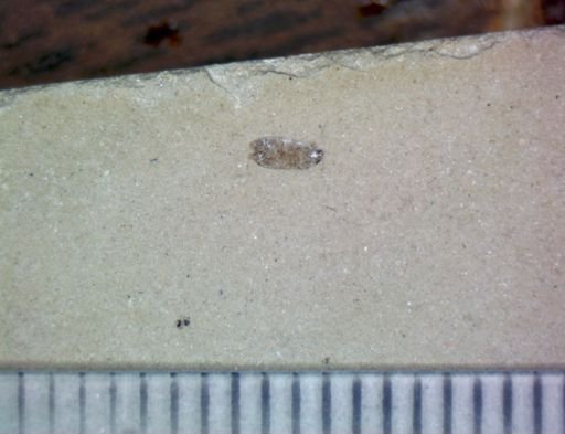 Coleoptera?