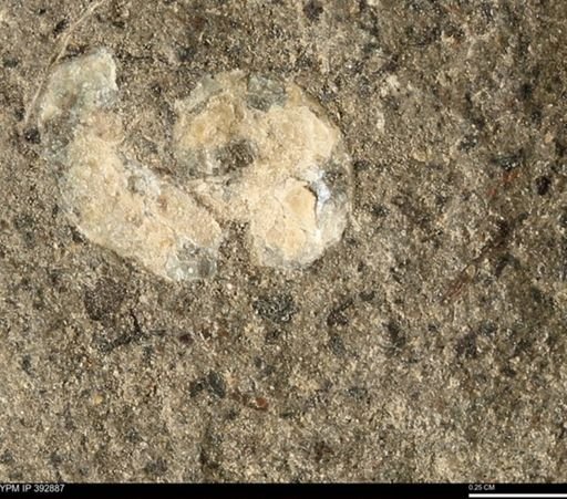 Scaphites sp.