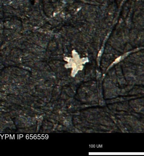 Porifera
