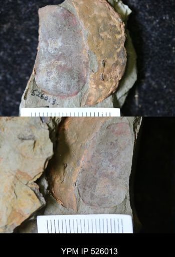 undet. Xiphosura