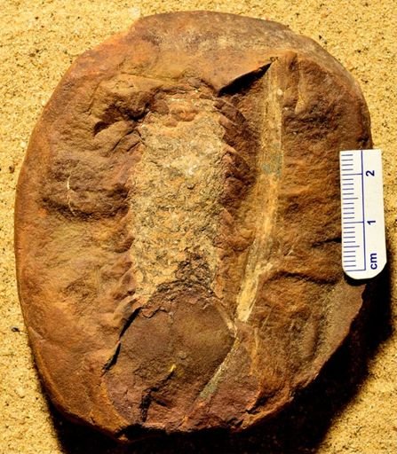Lepidostrobus ovatifolius