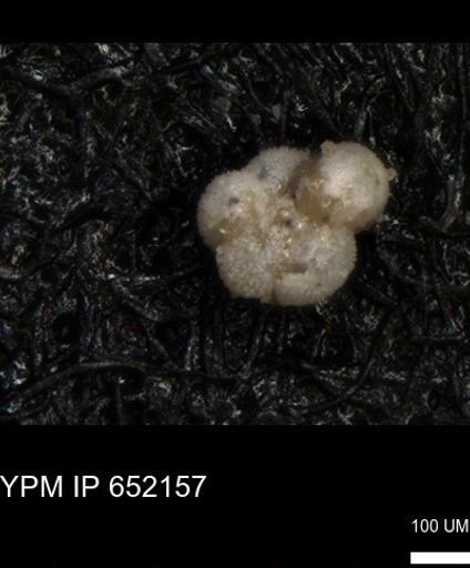 undet. Rugoglobigerinidae