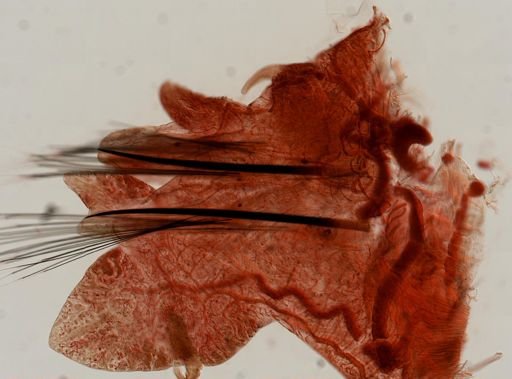 Alitta virens