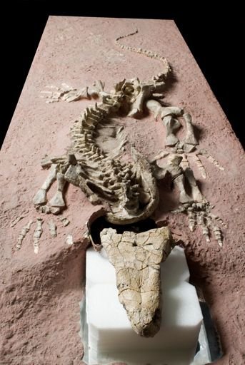 Limnoscelis paludis