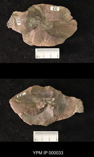 Gerarus latus