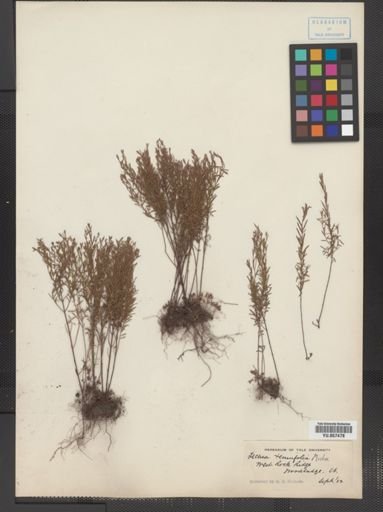 Lechea tenuifolia