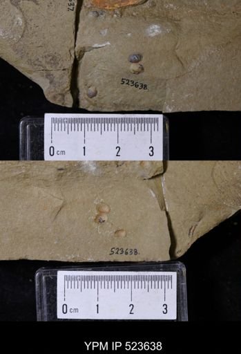 undet. Linguloidea