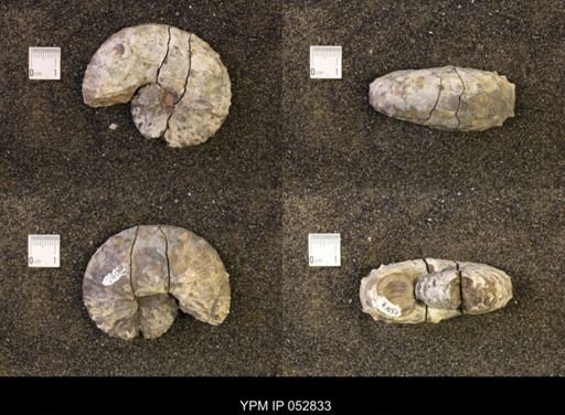 Discoscaphites gulosus