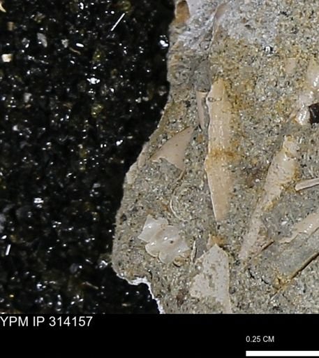 undet. Scaphopoda