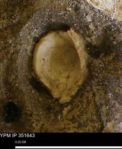 undet. Bivalvia