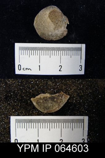Sieberella roemeri