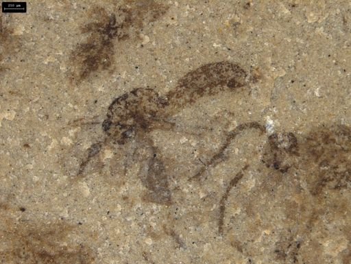 undet. Mycetophilidae
