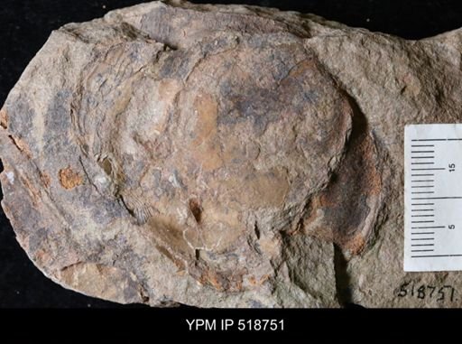 undet. Asaphidae