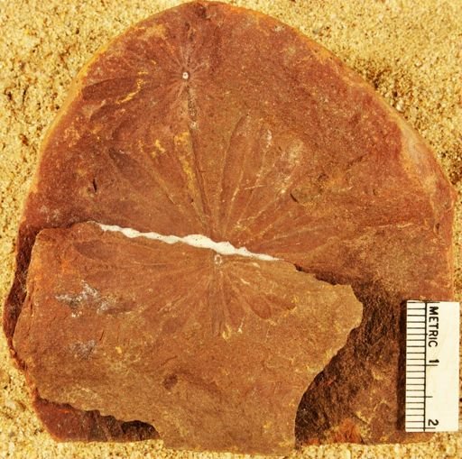Annularia golloides