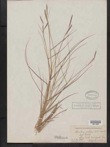 Spartina patens