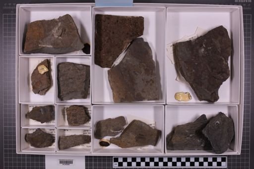 mixed taxa, stratigraphic collection
