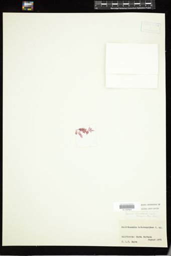 Callithamnion heteromorphum