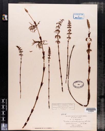 Equisetum sylvaticum