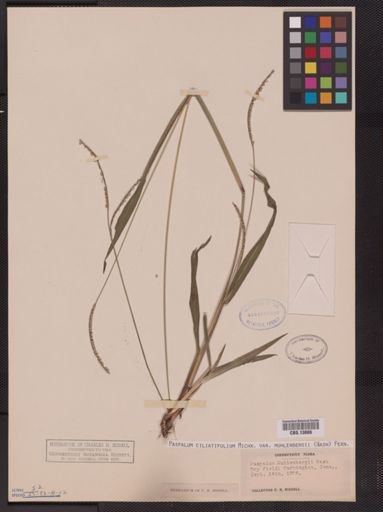 Paspalum ciliatifolium