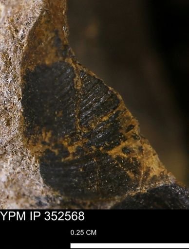 undet. Bivalvia