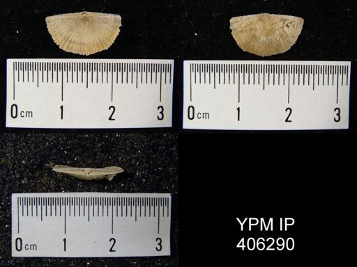 Sowerbyella sp.