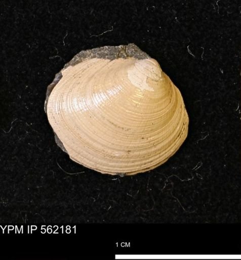 Limopsis striatopunctatus