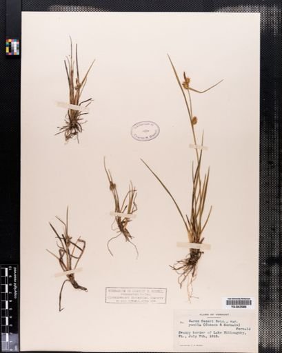 Carex viridula