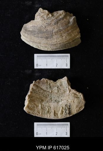 Proparreysia sp.