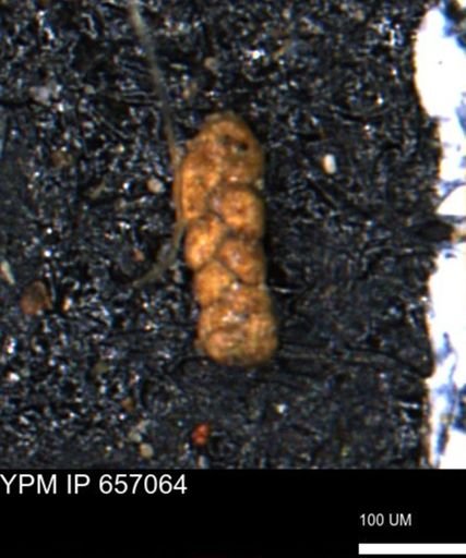 Ammobaculoides phaulus
